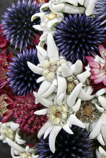 スイスの高山植物エーデルワイス、新種開発で身近な家庭用に