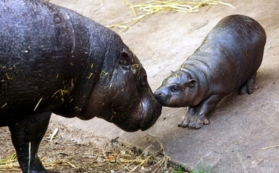 リベリアの国立公園で希少種コビトカバを確認