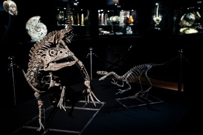 恐竜の骨格標本4体、仏パリで競売に 落札価格1億円超えの予測も