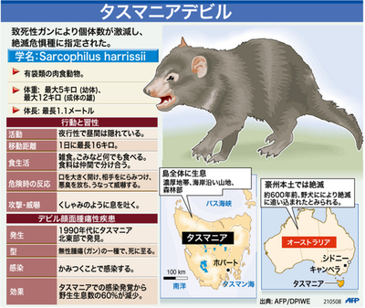 【図解】絶滅危惧種、タスマニアデビル
