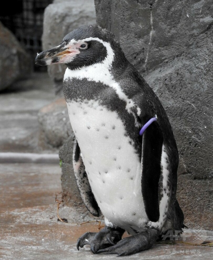 アニメキャラクターに恋したペンギン、グレープ君逝く 世界で人気集める