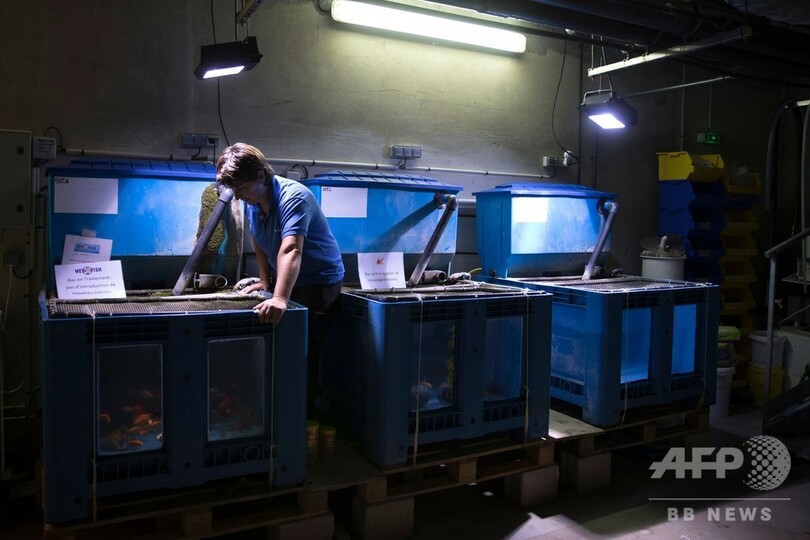 捨てられた金魚600匹、水族館で「第二の魚生」 仏パリ