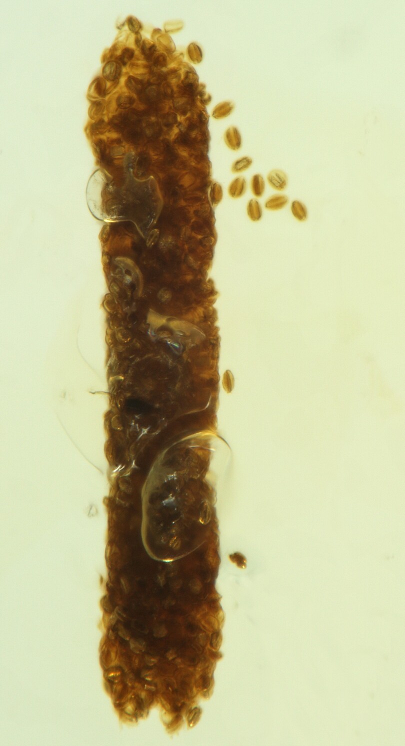 中英両国の古生物学者、１億年前の昆虫のふん石を発見