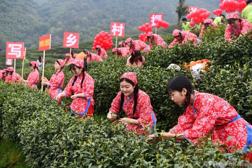 350グラムの茶葉でbmwが買える 中国のお茶市場が高騰する理由 写真1枚 国際ニュース Afpbb News