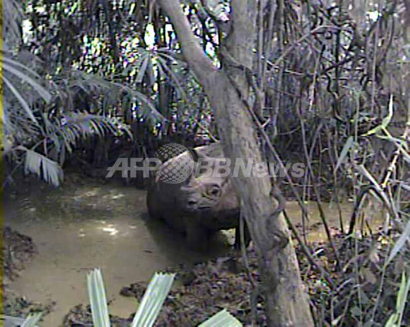 WWF、絶滅危惧種のジャワサイの映像を公開 インドネシア