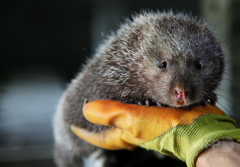 丸々としたタケネズミ 飼育で貧困から脱却 安徽省 写真5枚 国際ニュース Afpbb News