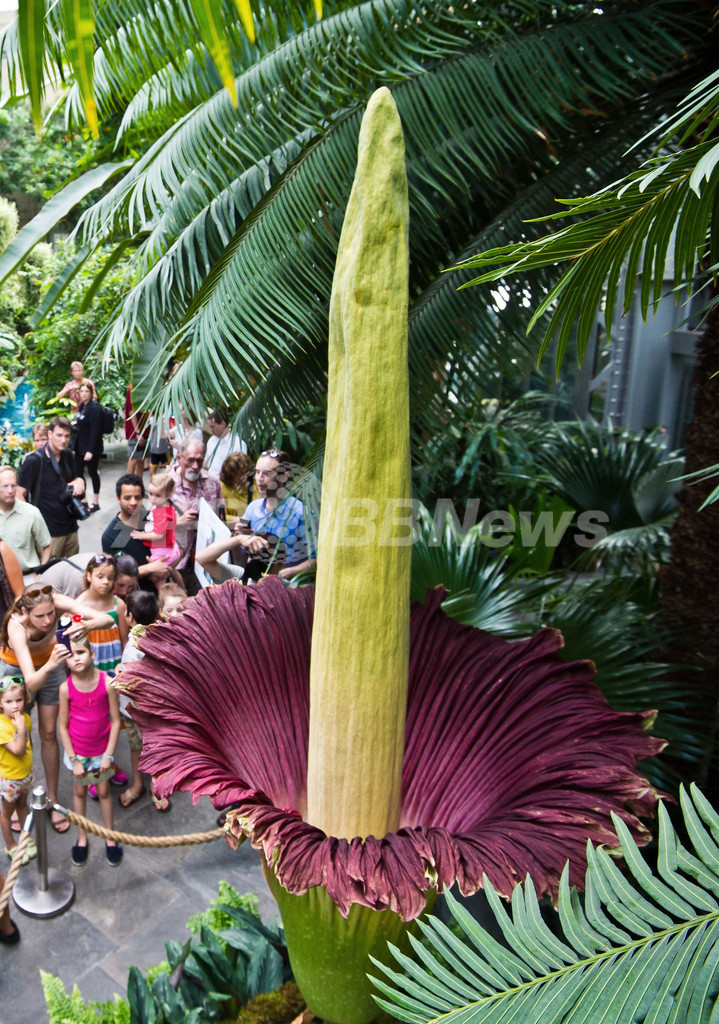 死臭放つショクダイオオコンニャク いよいよ開花 米植物庭園 写真13枚 国際ニュース Afpbb News