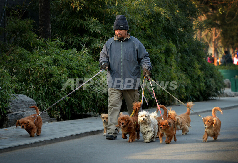小型犬が群れでお散歩 北京の日常風景 写真3枚 国際ニュース Afpbb News