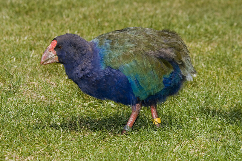 害鳥駆除隊 絶滅危惧種を誤って射殺 ニュージーランド 写真2枚 国際ニュース Afpbb News