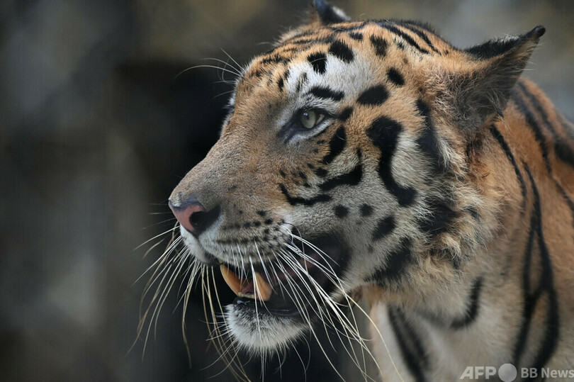 トラに1歳の息子を襲われた母、素手で守る インド