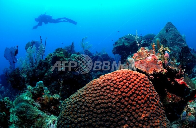 温暖化で酸欠海域「デッドゾーン」増える、デンマーク研究
