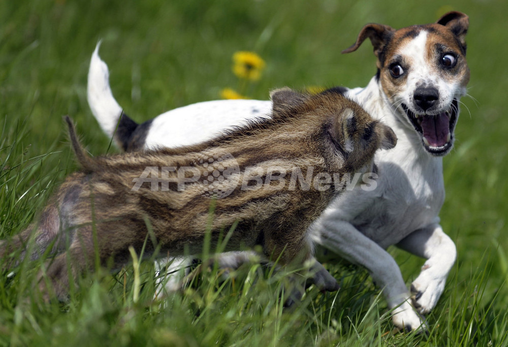 動物界に差別なし わんことウリ坊は大の仲良し 写真9枚 国際ニュース Afpbb News