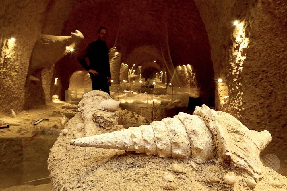 仏シャンパーニュ地方の「貝殻の洞窟」、60センチ巨大巻貝の化石も
