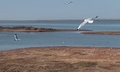 世界的に希少な絶滅危惧鳥類ゴビズキンカモメ（2024年4月16日提供）。(c)CGTN Japanese