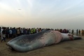 インド・ムンバイのジュフビーチで、打ち上げられたクジラの死骸の周りに集まった人々（2016年1月29日撮影）。(c)AFP/PUNIT PARANJPE