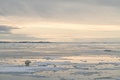 ノルウェー領スバルバル諸島に生息するホッキョクグマ。非営利団体ポーラー・ベアズ・インターナショナル提供（2012年撮影、2020年7月17日入手）。(c)AFP PHOTO / Polar Bears International / Kt MILLER