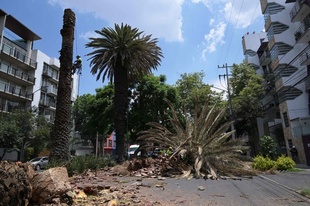 メキシコ市の象徴「ヤシの木」撤去 気候変動と食害で