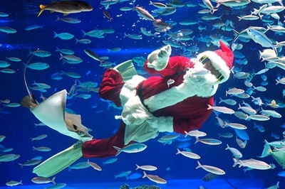 水槽にサンタ登場！ サンシャイン水族館でクリスマスショー 東京