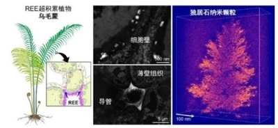 中国の研究チーム シダ植物体内でのレアアース鉱物生成を初確認