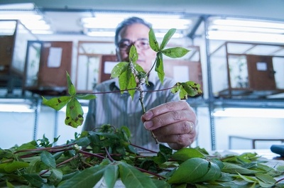 寄生バチの「特殊部隊」でキャッサバの害虫駆除、インドネシア