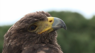 カンヌの高級ホテル、カモメ対策でハヤブサを導入