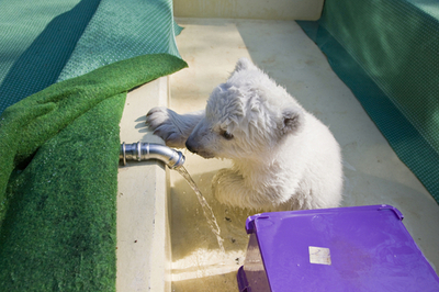 ホッキョクグマのフロッケ、水遊びを楽しむ