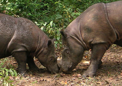 絶滅危惧種スマトラサイの繁殖に成功、保護団体も喜びと期待