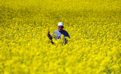満開のマスタード、インド・カシミール地方