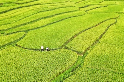 中国の研究者が新しい方法を提案 水稲などの収量向上に期待