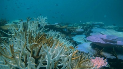 動画:世界各地でサンゴの大規模な白化現象、記録的な暑さで悪化