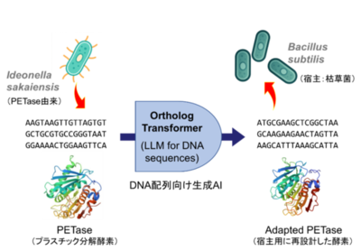DNA言語に対する生成AI基盤モデルを開発　オーソログ進化パターンに基づく遺伝子配列再設計で異種生物での高発現を可能に  ～バクテリアのプラスチック分解能力を最大約10倍向上～（北里大学）