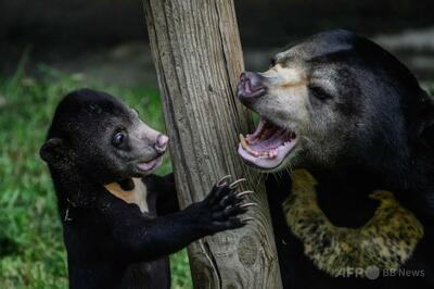 「興味津々」のマレーグマの子ども公開 フランスの動物園