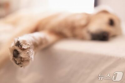 「ペットの安楽死」に社会的理解が必要な理由 [韓国記者コラム]