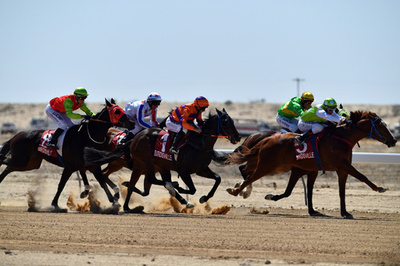 引退馬の「産業規模」食肉処理問題、豪当局が正式調査へ