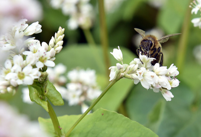 極小ドローンを使った人工授粉、日本で研究進む