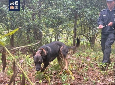 1歳半の警察犬が2歳男児を救助