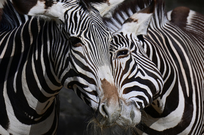 【今日の1枚】どちらのしま模様？ ベルリン動物園のシマウマ