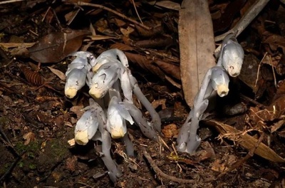 中国貴州省で珍しい「幽霊の花」を初確認
