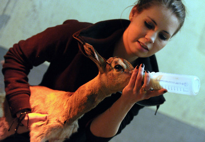 生後わずか1日のガゼル、ハンガリーの動物園が写真公開