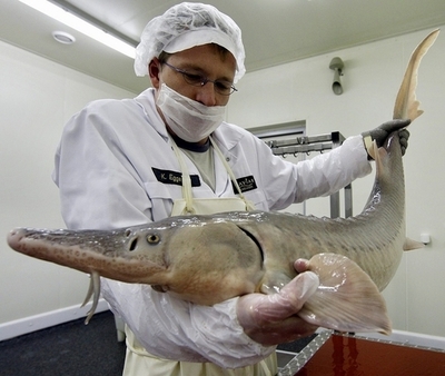 香港でカラチョウザメがまた死亡、中国寄贈の絶滅危惧種