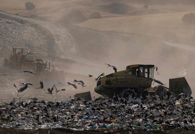 渡りあきらめ…ごみ埋め立て地に生きるコウノトリ スペイン