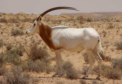 アンテロープ類の25％以上に絶滅の危機、レッドリスト最新版