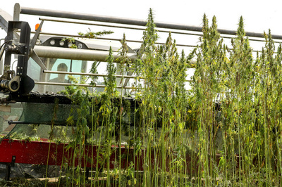 キプロスで医療用大麻合法化 EU諸国に広がる人気