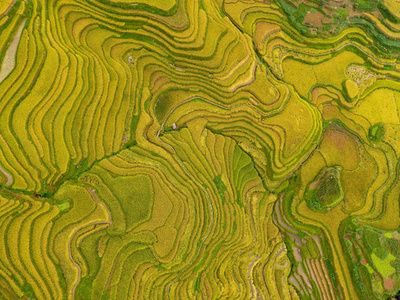 黄金色の「指紋」 中国・貴州省榕江県