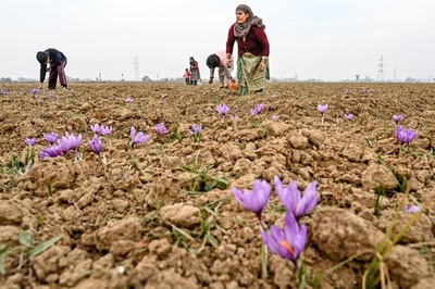 カシミールの「赤い黄金」サフラン、気候変動で収穫が激減