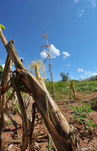 ジンバブエ、干ばつで「災害事態」宣言