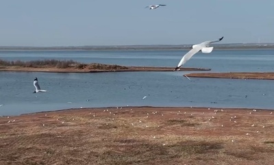 絶滅危惧種ゴビズキンカモメ、中国最大の砂漠淡水湖で今年初観測