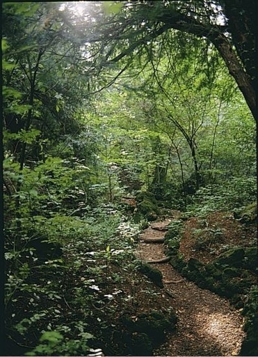 「スター・ウォーズ」ロケ地で注目、英国の古代林