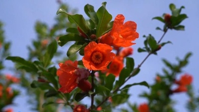 動画:ザクロの花満開、名産品が観光も後押し 中国陝西省