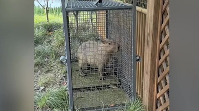 動画:「脱走カピバラ」ついに御用 2か月間の「逃亡生活」でも体重増